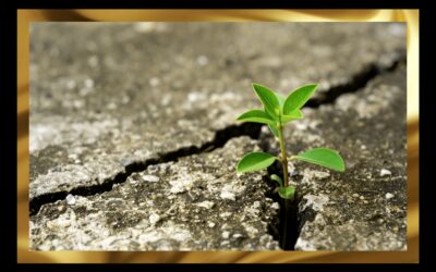 Looking After Your Wellbeing and Resilience
